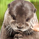 Otter Gallery