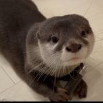 Odashi Being Cute