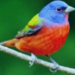 Painted Bunting template