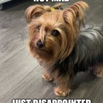 Not mad. Just disappointed. | NOT MAD; JUST DISAPPOINTED | image tagged in are you serious yorkie | made w/ Imgflip meme maker
