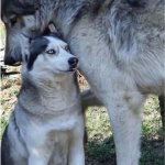 Husky and dog