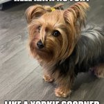 hell hath no fury like a yorkie scorned | HELL HATH NO FURY; LIKE A YORKIE SCORNED | image tagged in are you serious yorkie | made w/ Imgflip meme maker