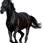 Black Horse