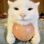 cat with head on apple