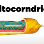 Mitocorndriog meme