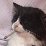 Cat with cigarette