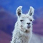 Llama