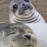 awkward vs satisfied seal