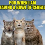 Cat Watchers | POV WHEN I AM HAVING A BOWL OF CEREAL. | image tagged in amazed cats | made w/ Imgflip meme maker