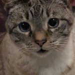 Cat burp