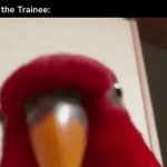 Laughing parrot GIF Template