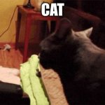 cat | CAT | image tagged in cat | made w/ Imgflip meme maker