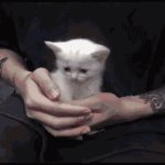 BRO BRO BY YUNGLEX