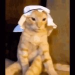 Arab Cat GIF Template