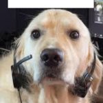 headset dog meme