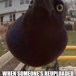 Who else can relate to this? | WHEN SOMEONE'S REUPLOADED TEMPLATE GETS USED MORE THAN YOUR ORIGINAL TEMPLATE | image tagged in bird stare,memes,template,new template | made w/ Imgflip meme maker