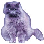 Katze
