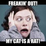 My pet is its prey | FREAKIN' OUT! MY CAT IS A RAT! | image tagged in big freak out,cat is a rat,switcheroo,memes,rat,i didn't know | made w/ Imgflip meme maker