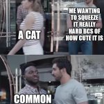 cuteness aggresion at its finest | ME WANTING TO SQUEEZE IT REALLY HARD BCS OF HOW CUTE IT IS; A CAT; COMMON SENSE | image tagged in bro not cool | made w/ Imgflip meme maker