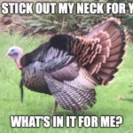 WILD TURKEY | IF I STICK OUT MY NECK FOR YOU; WHAT'S IN IT FOR ME? | image tagged in wild turkey | made w/ Imgflip meme maker