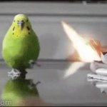 bird running away GIF Template