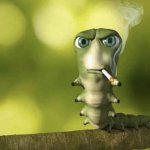 Kater caterpillar