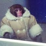 Monkey in a coat