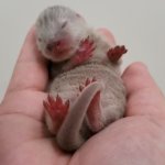 Baby Otter Kotaro