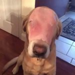 Badly burned dog