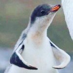 Flexing penguin