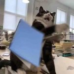 Cat throws book