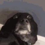 worried dog GIF Template