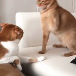 Colorized | WHAT IT LOOKS LIKE WHEN I BEAT MY TABLE UP AFTER LOSING A MATCH | image tagged in gifs,cats | made w/ Imgflip video-to-gif maker