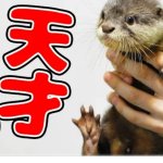 Otter Syamoji Baby