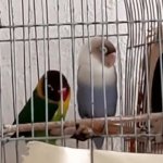 Party parrot GIF Template