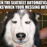 -pulling noises- | WHEN THE SEATBELT AUTOMATICALLY LOCKS WHEN YOUR MESSING WITH IT | image tagged in annoyed dog,why,seatbelt,augh | made w/ Imgflip meme maker