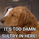 Too Sultry | SULTRY IN HERE! IT'S TOO DAMN | image tagged in memes | made w/ Imgflip meme maker