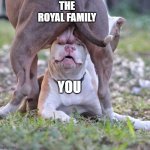Royal Family Balls on Royalist Face | THE ROYAL FAMILY; YOU | image tagged in dog balls,ball licker,boot licker,cult worshipper,royal family,royalist | made w/ Imgflip meme maker