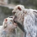 Monkey Forehead kiss