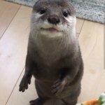 Cute