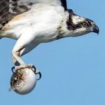 Osprey caught pufferfish