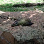 exhausted komodo dragon meme