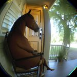 Horse Sitting in a Chair