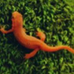 Newt
