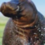 Hippopotamus