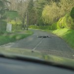 Rouler sur la dignité GIF Template