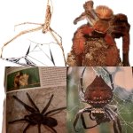 Spiders of Madagascar