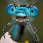 Happy Dragonfly