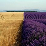 Wheat lavender fields