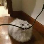 Sad cat eating cord